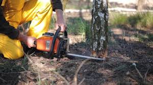 How Our Tree Care Process Works  in  Justin, TX