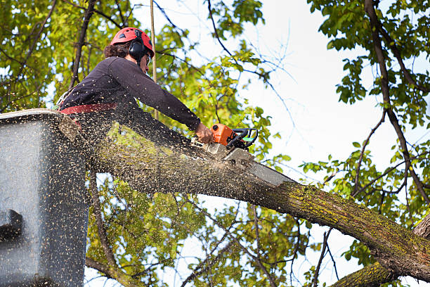 Reliable Justin, TX Tree Removal Solutions